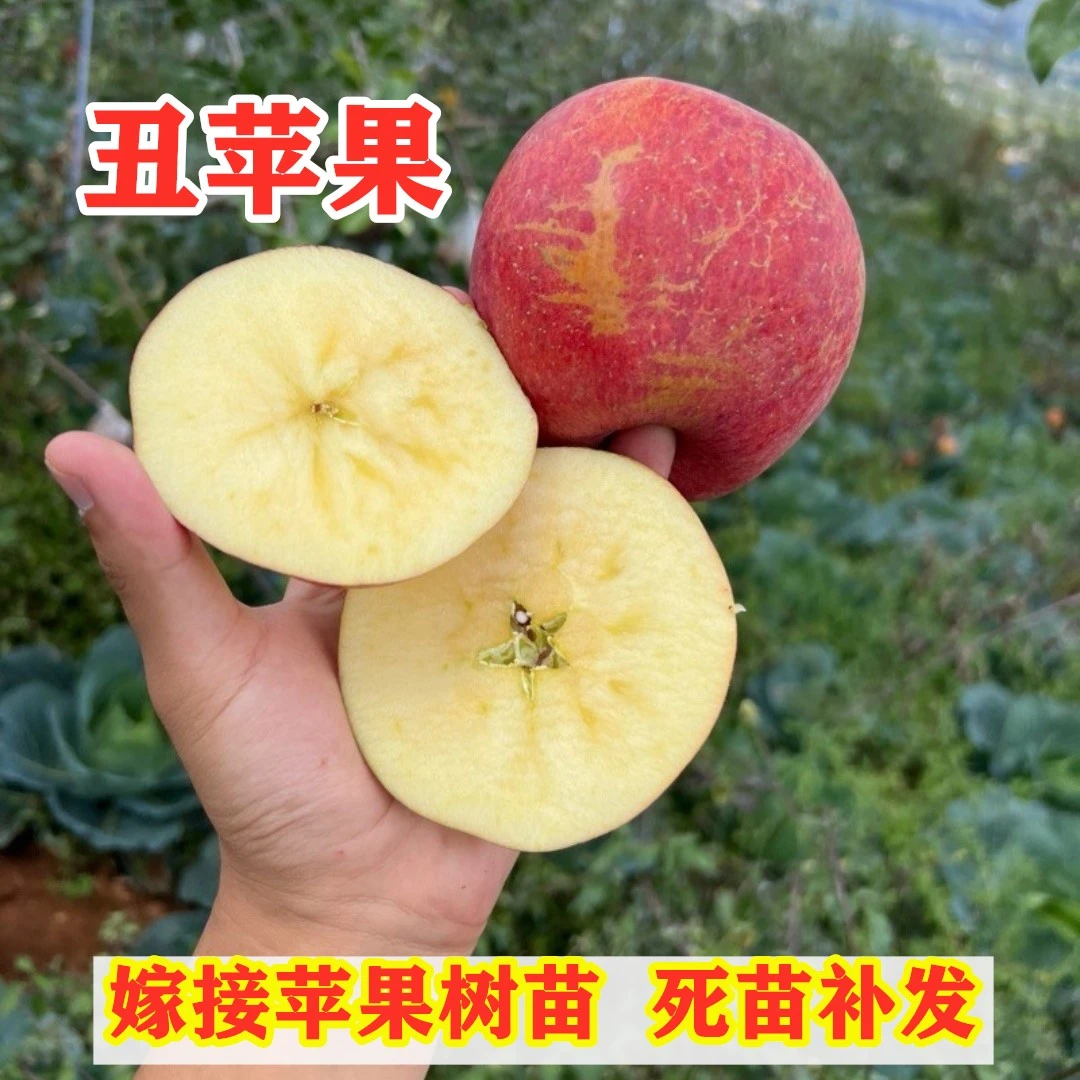 云南昭通丑苹果树苗嫁接特大冰糖心苹果树果苗南方北方盆地栽种植