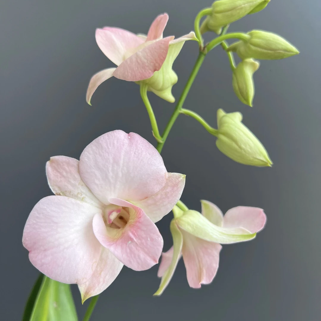 大蜜桃秋石斛盆栽 阳台客厅办公室窗台室内外好养护