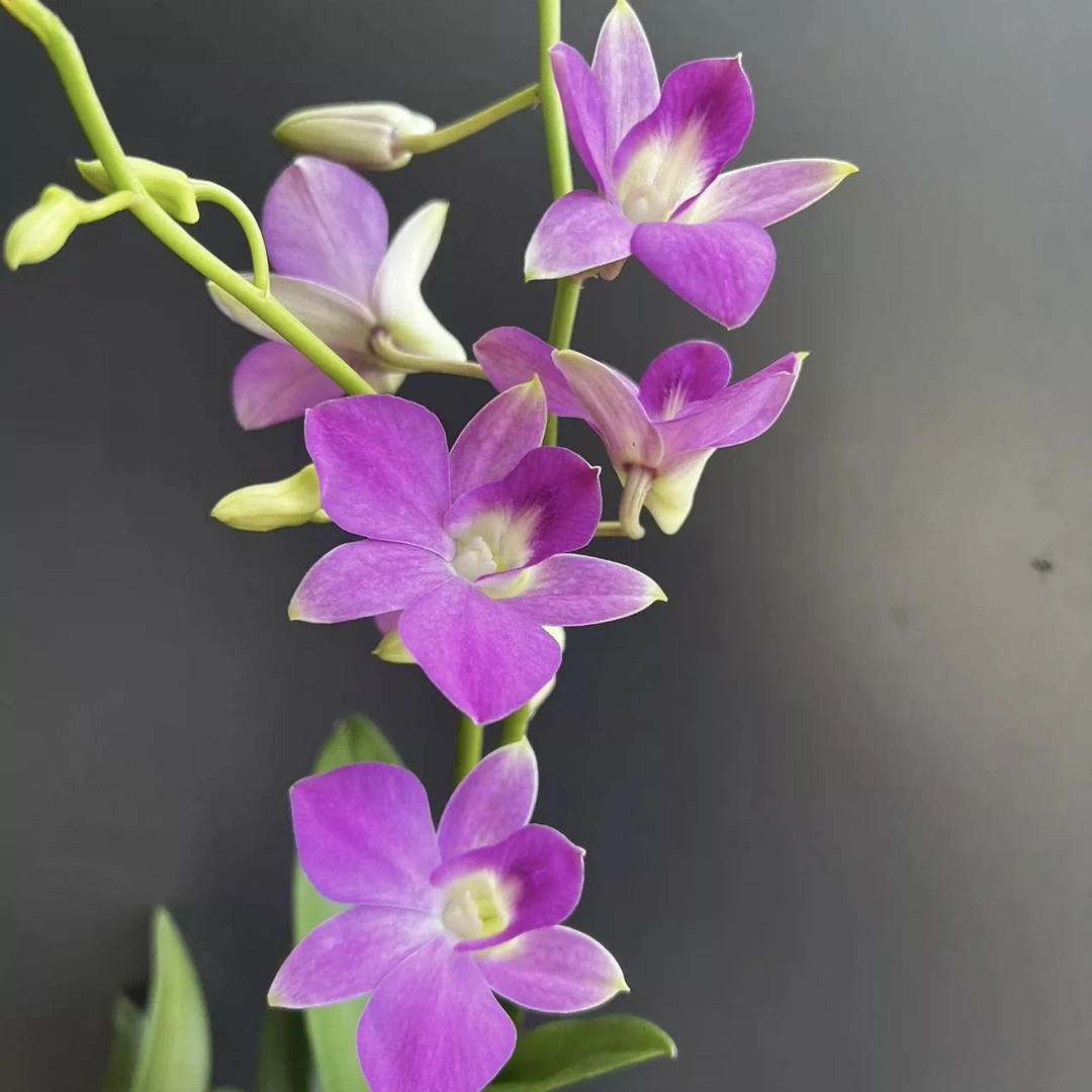 红霞秋石斛盆栽兰花 阳台客厅办公室窗台室内外好养护