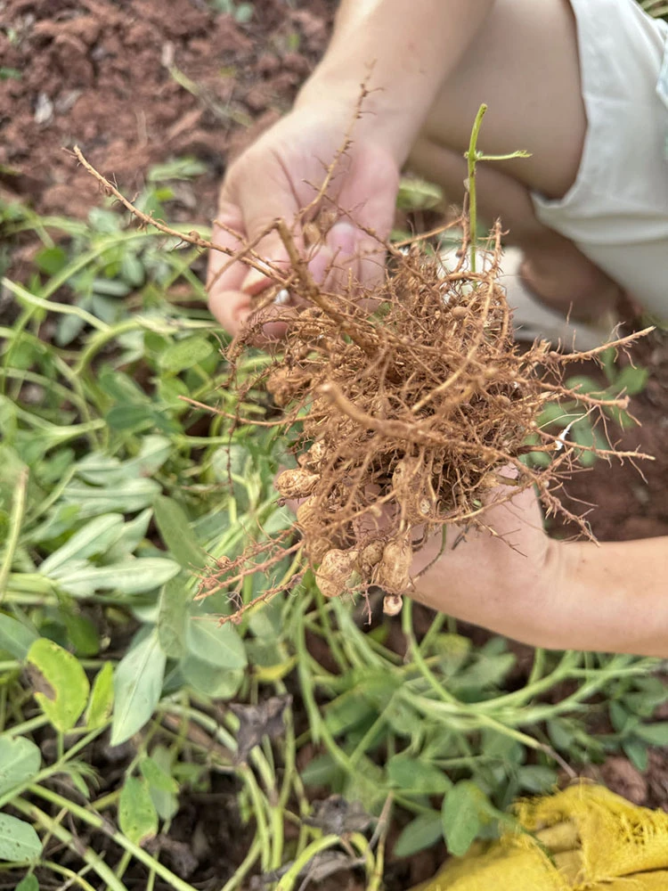 湖南麻阳本地小籽花生现摘新鲜未洗