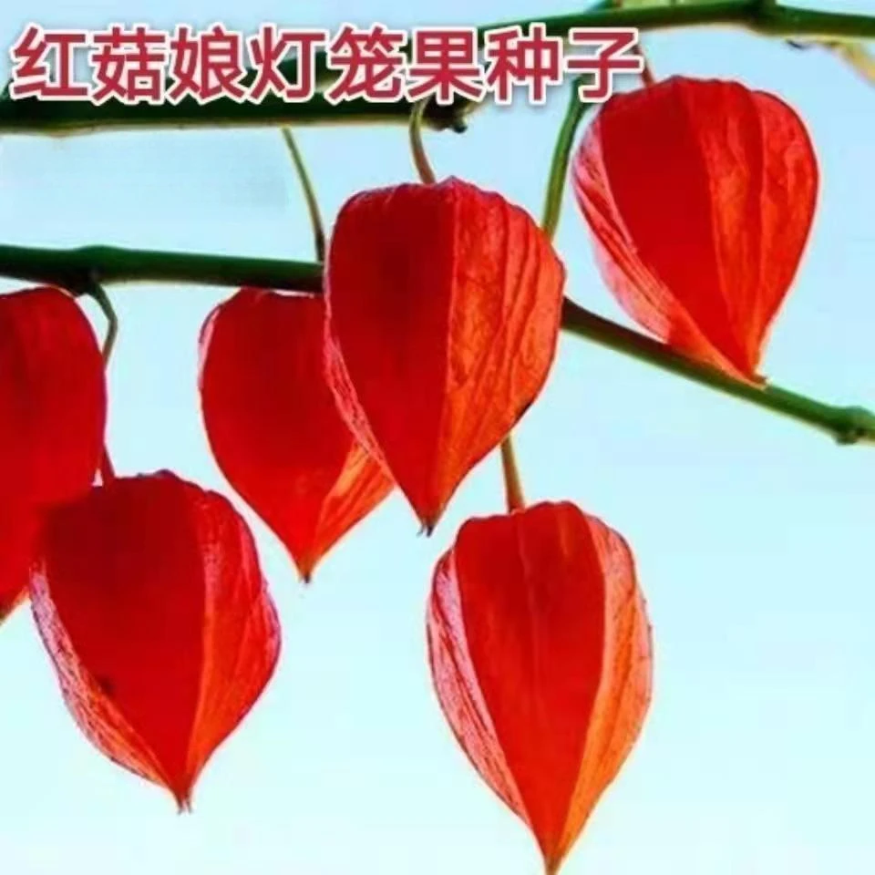 红姑娘果种子大姑娘果大灯笼果耐寒四季新鲜稳产