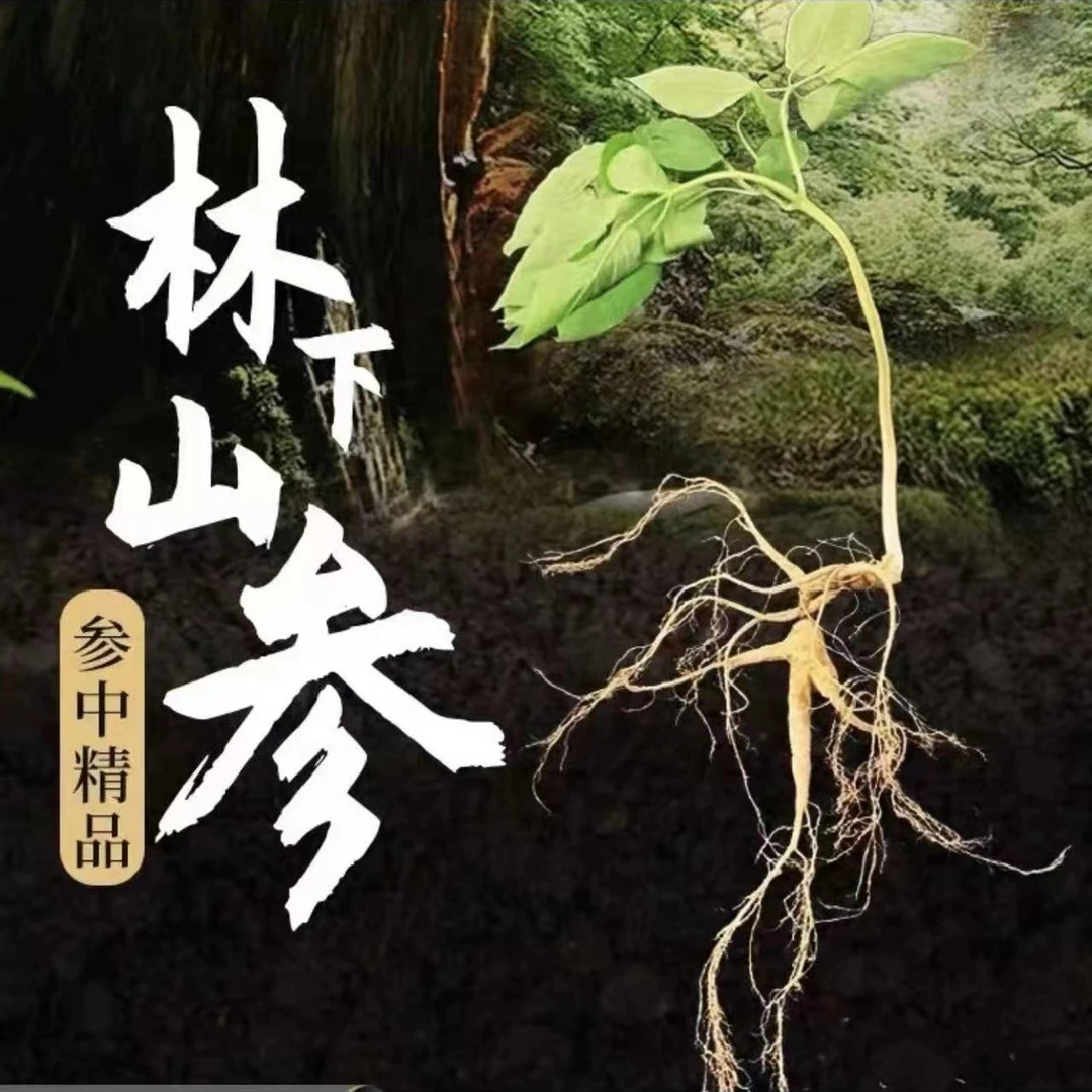 长白山鲜林下参,一物一拍改价链接