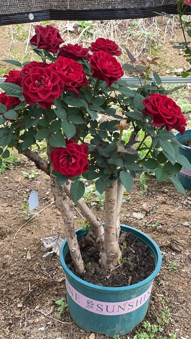 月季花老桩一物一拍