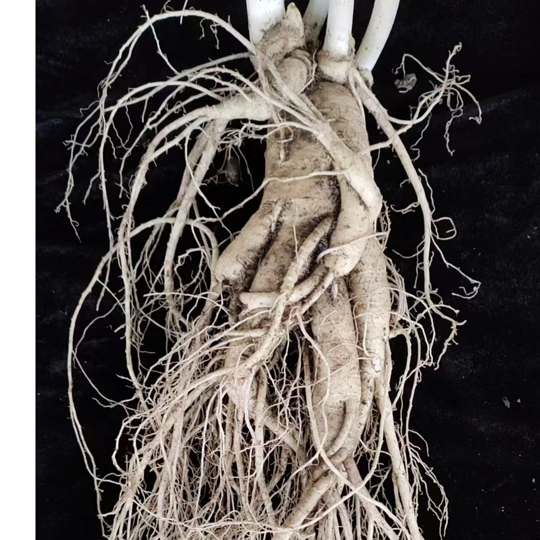 长白山鲜人参350克一支，净重7两