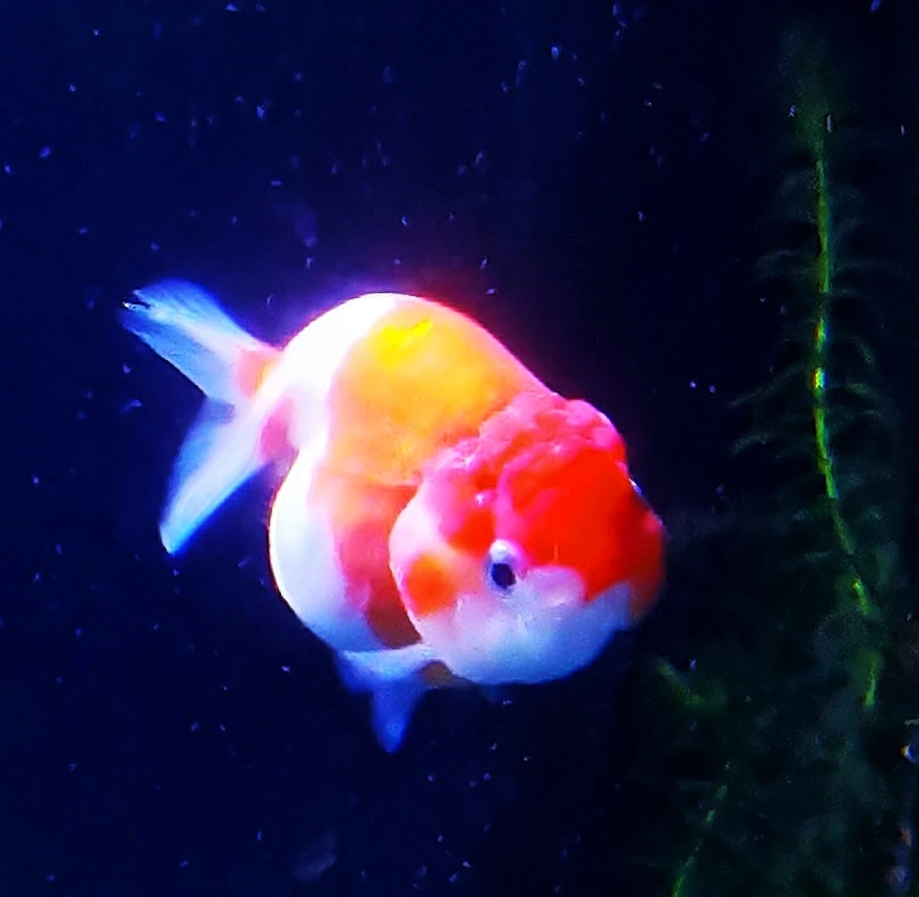 冷水兰寿金鱼精品泰狮百褶元宝千褶观赏鱼淡水鱼超萌好物