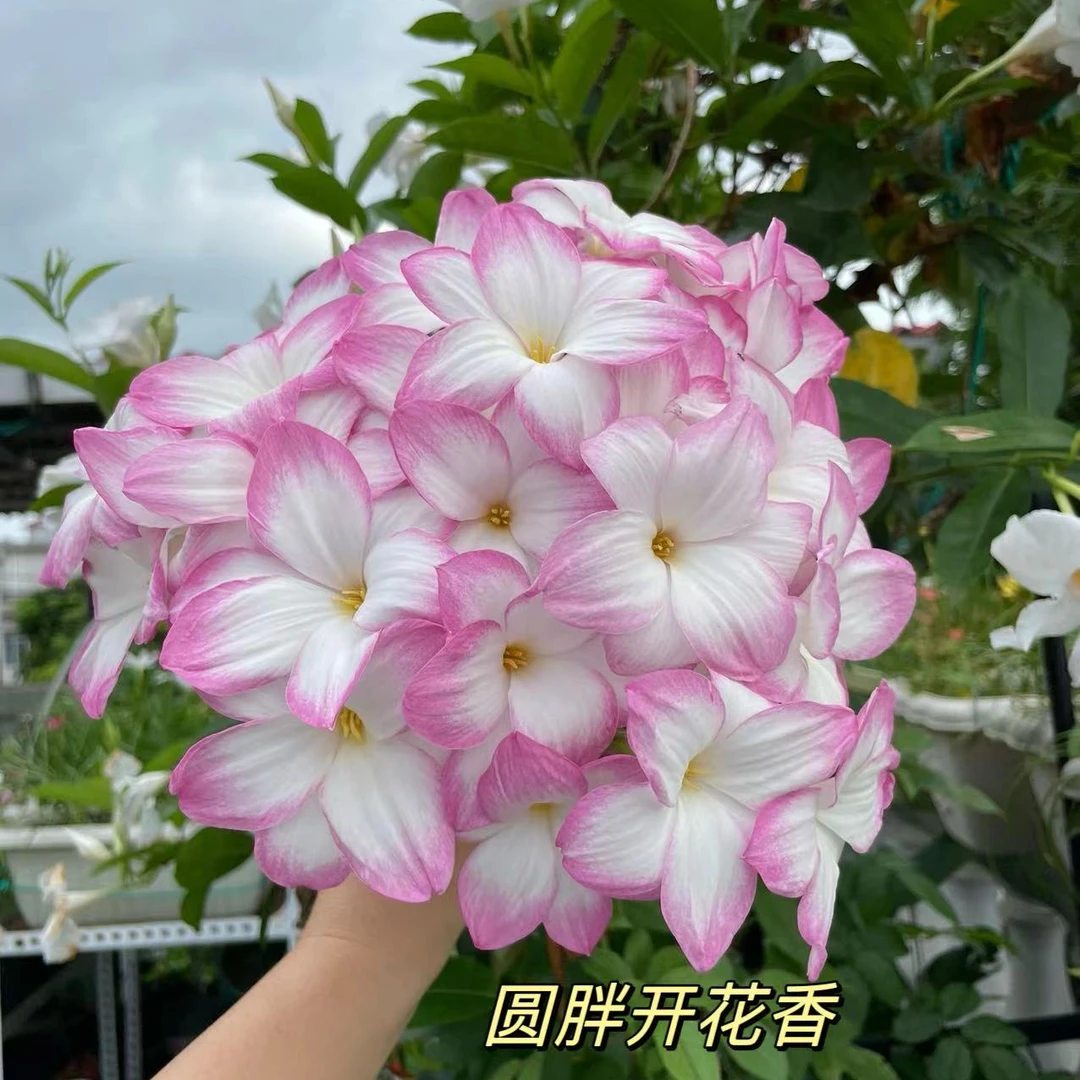圆胖开花香 风雨兰