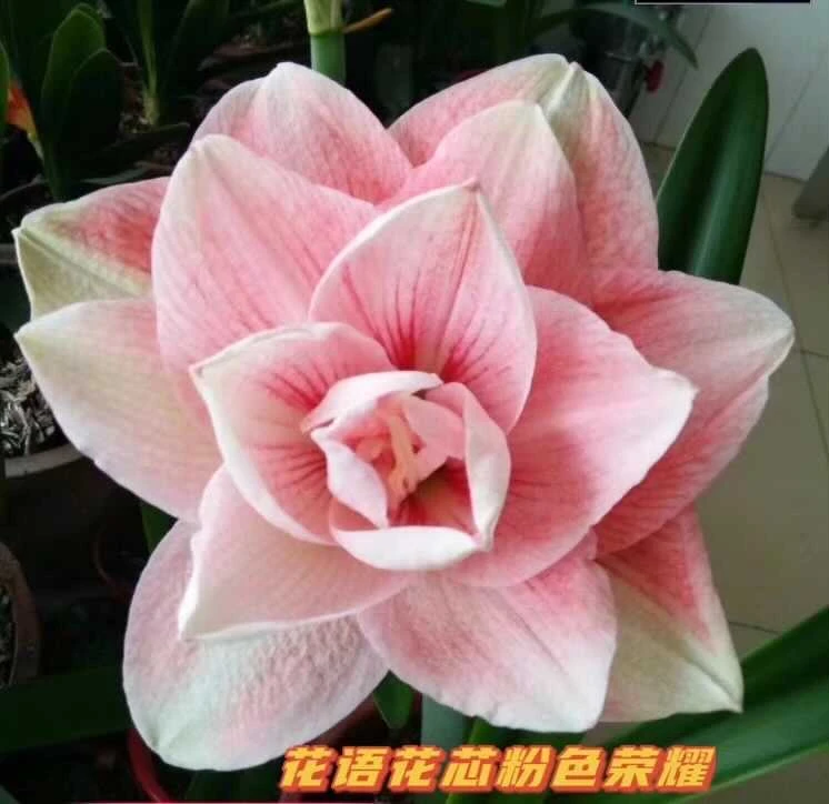 粉色荣耀 根干 黄叶 无售后 有裂球