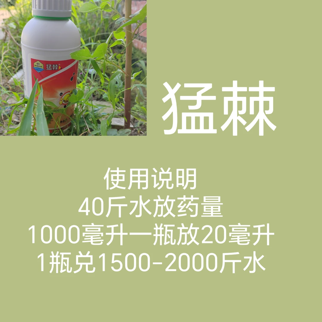 猛棘叶面喷雾虫黄曲条方案