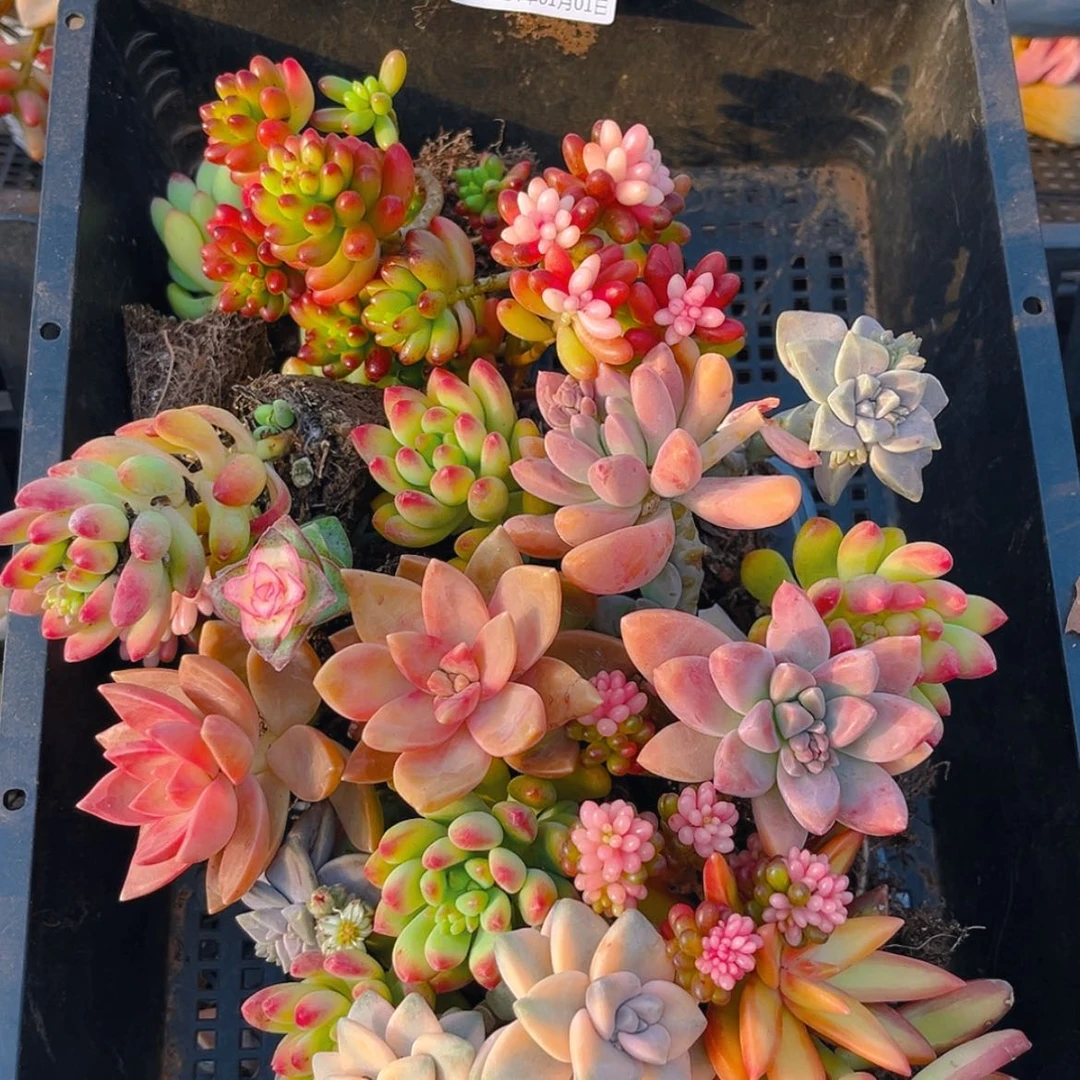 【闪购商品】005开播福利量拍