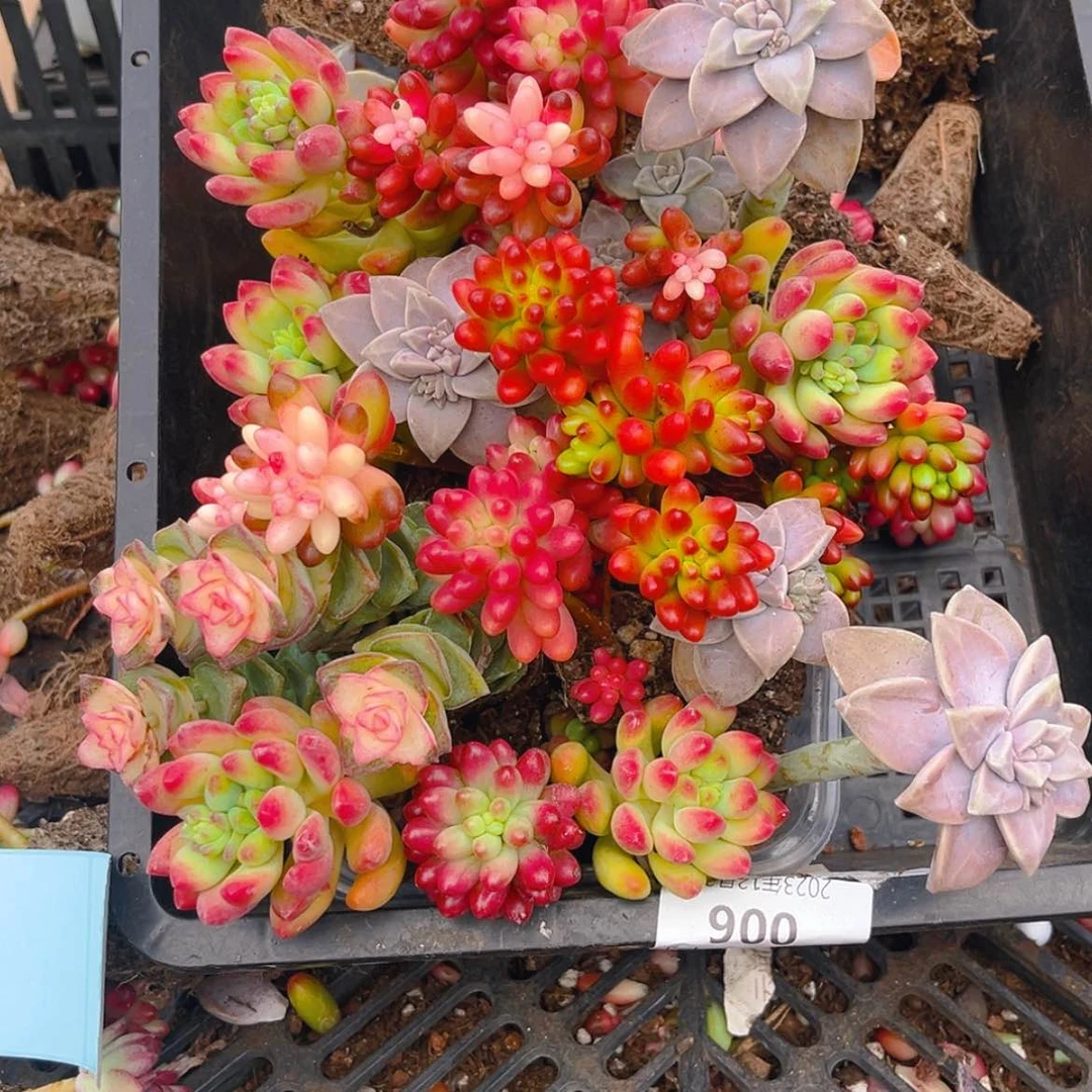 【闪购商品】002开播福利