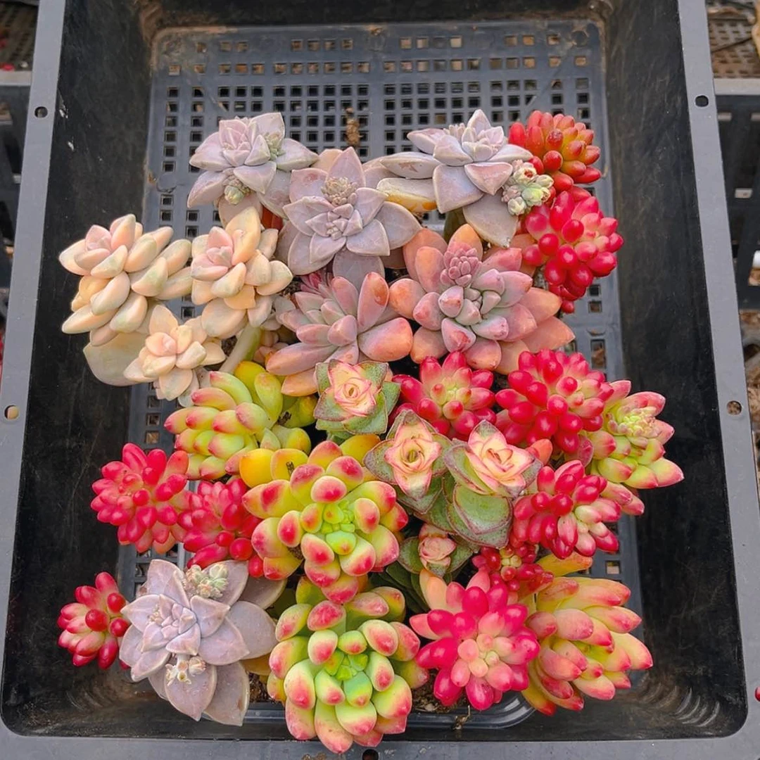 【闪购商品】002量拍开播福利