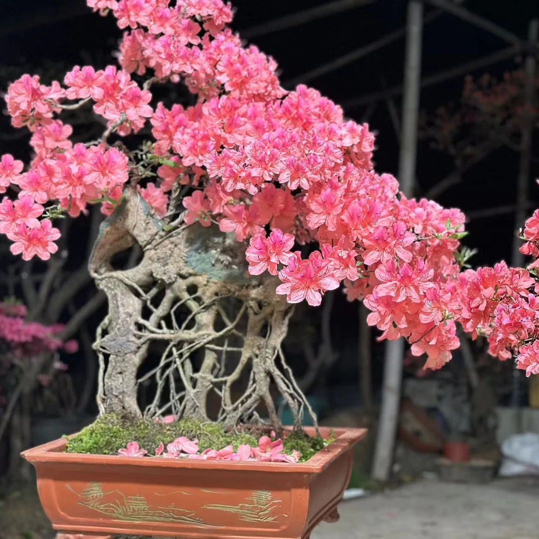 单品花卉绿植盆栽66666