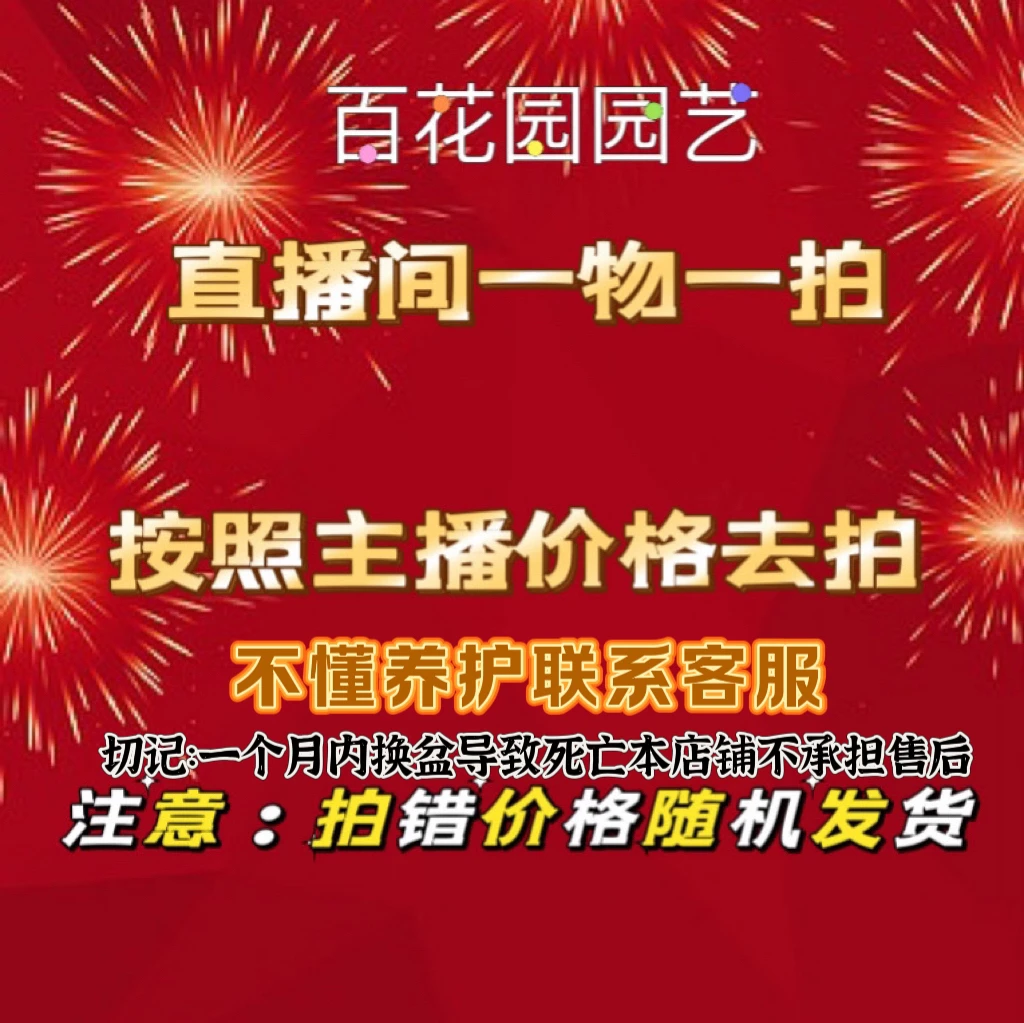 【一物一拍】零下-5度勿拍三角梅地栽爬藤爬藤绿植花卉基地直发