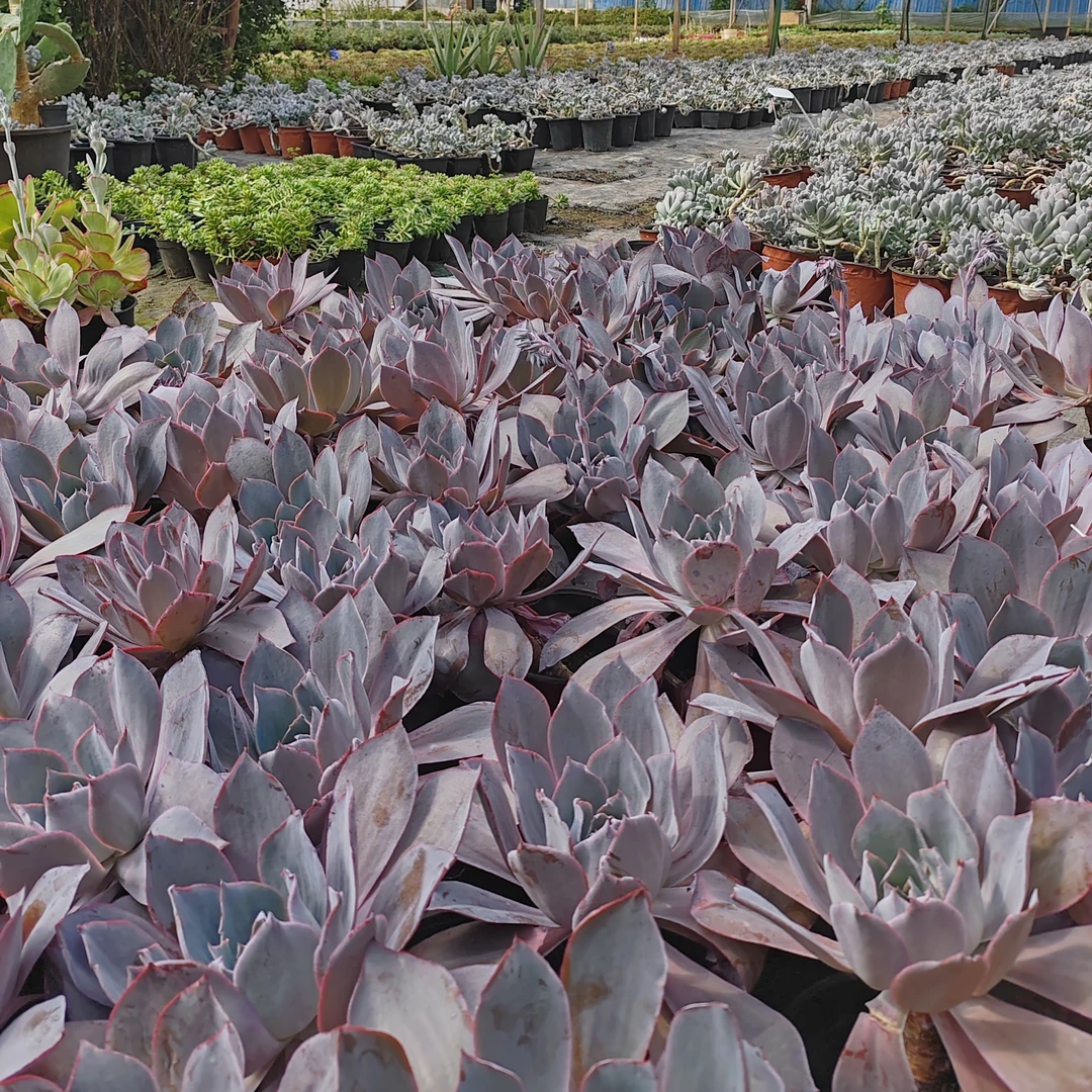 云南多肉单头多头老桩脱盆脱土发货