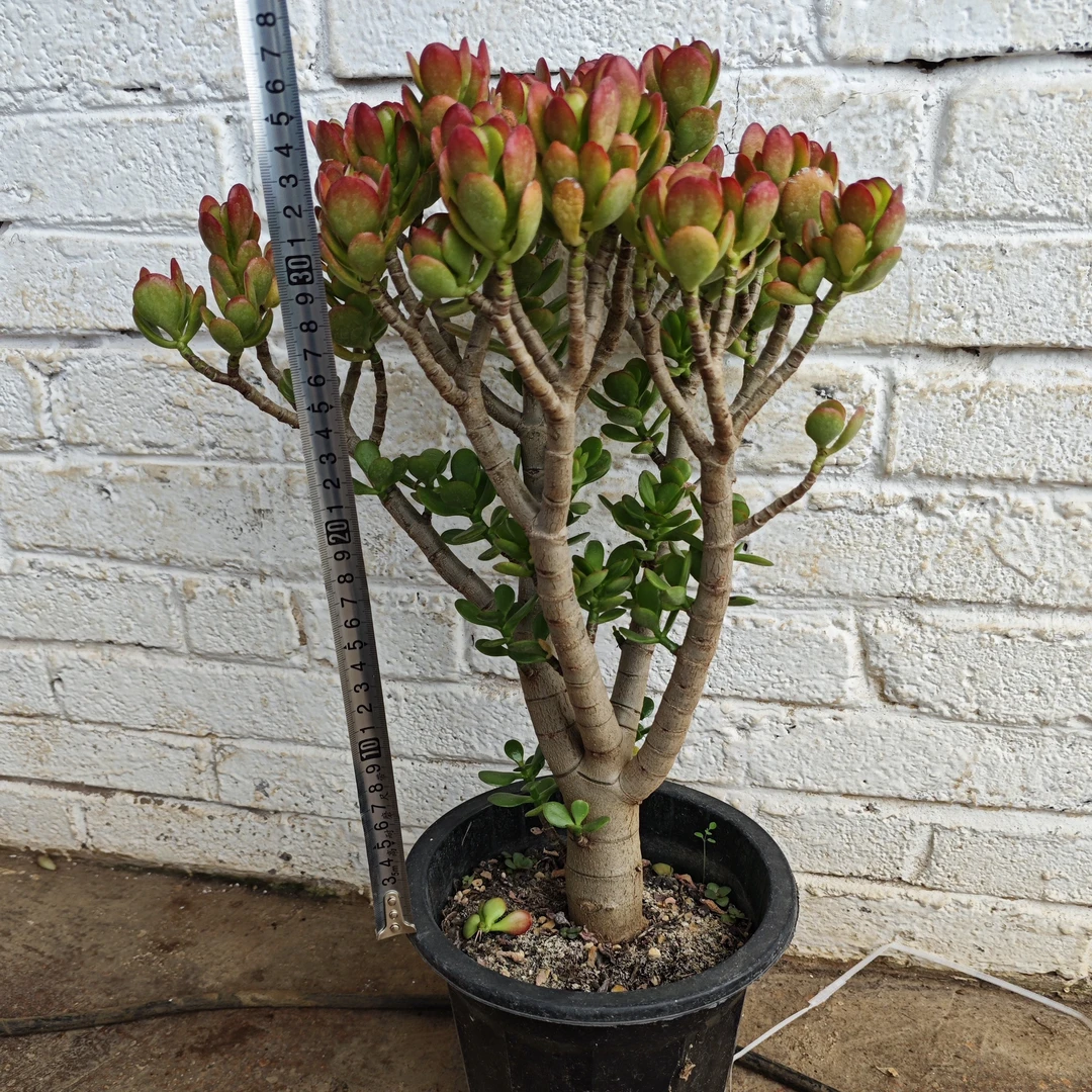 一物一拍大颗姬红花月老桩大颗