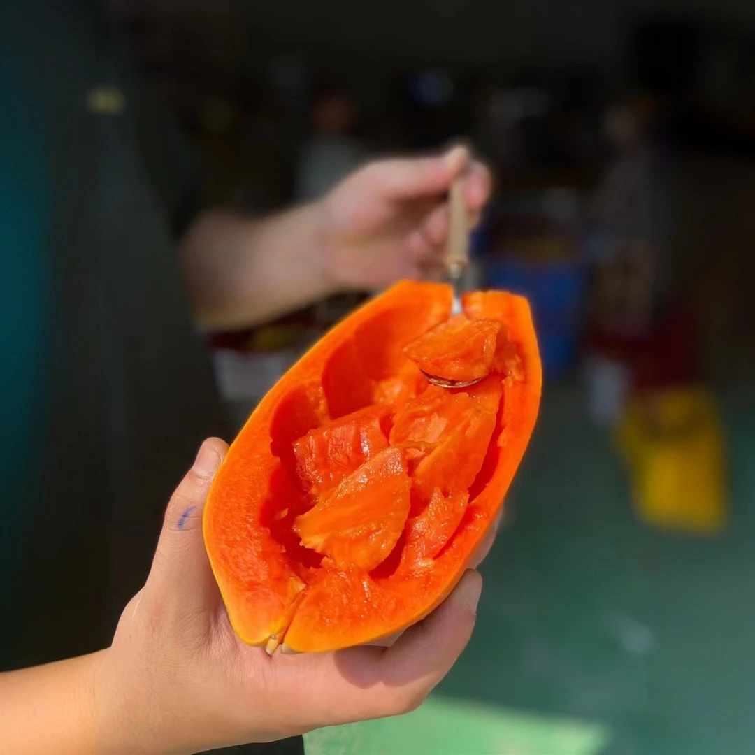 三亚红心木瓜果地新鲜采摘原产地直发4.5-7.5斤中通包邮