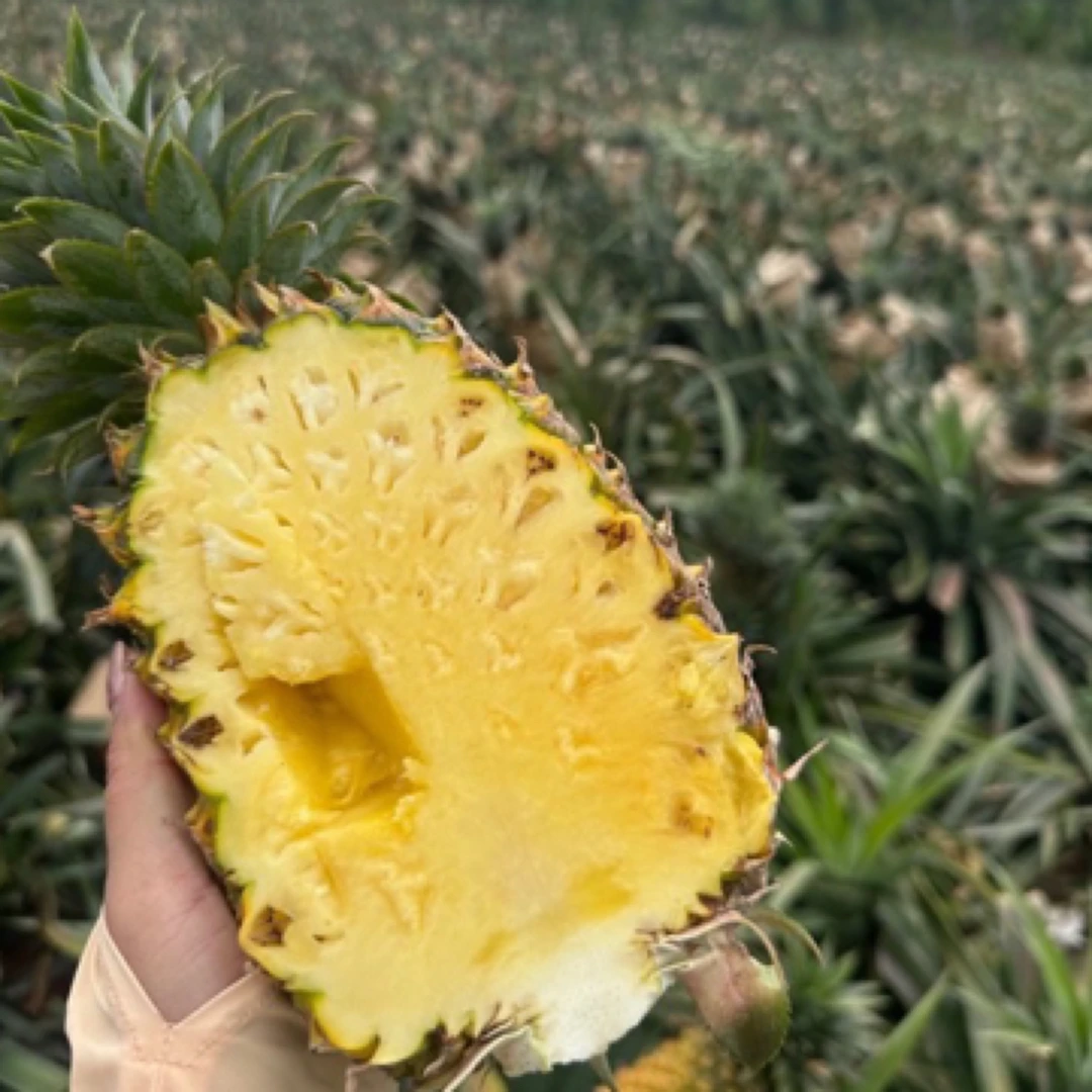 海南金钻凤梨树上熟17号蜜糖凤梨现采园直销香甜变3-8斤净果包邮