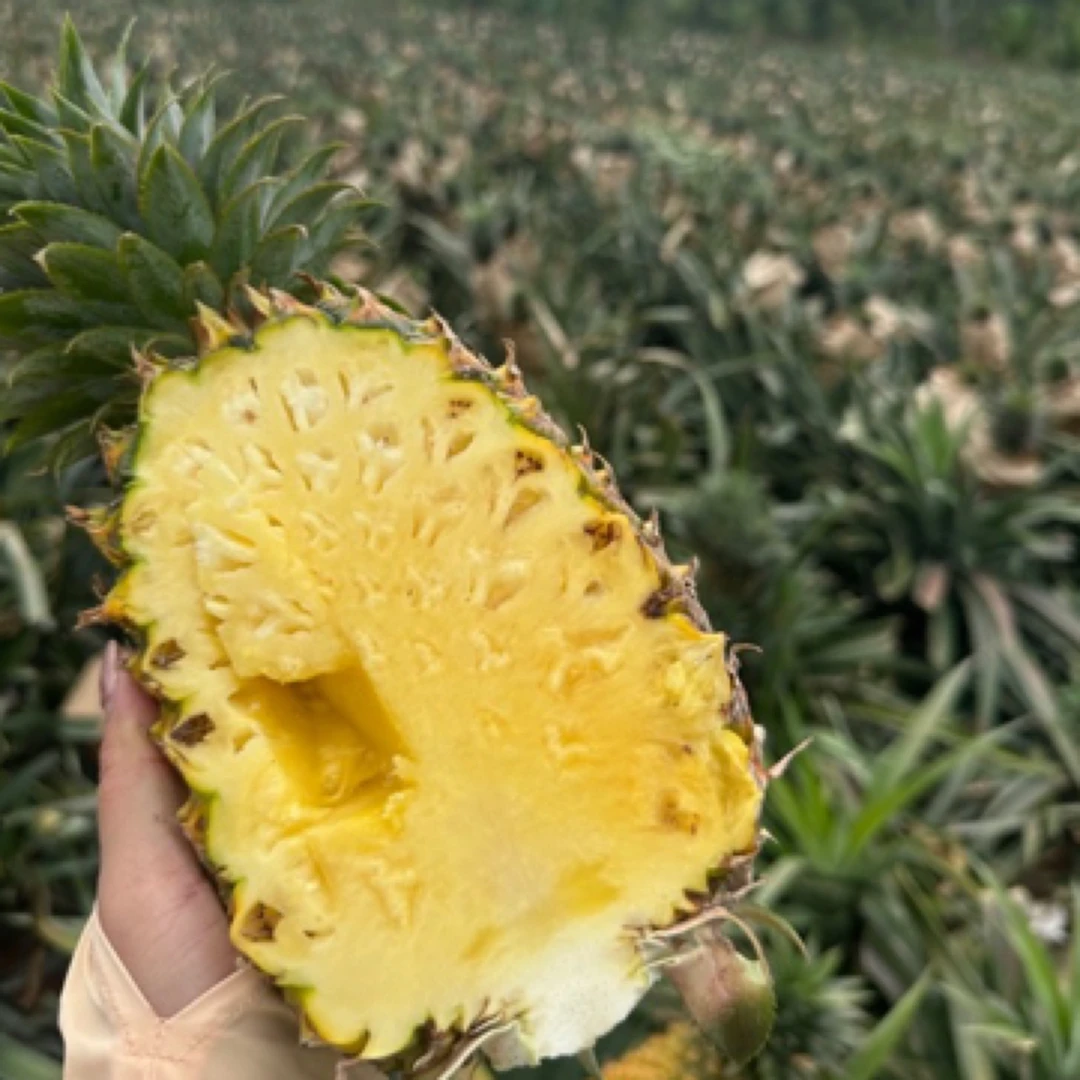 （嗨凤梨）海南金钻17号凤梨4.5-8斤净重新鲜采摘中通包邮1