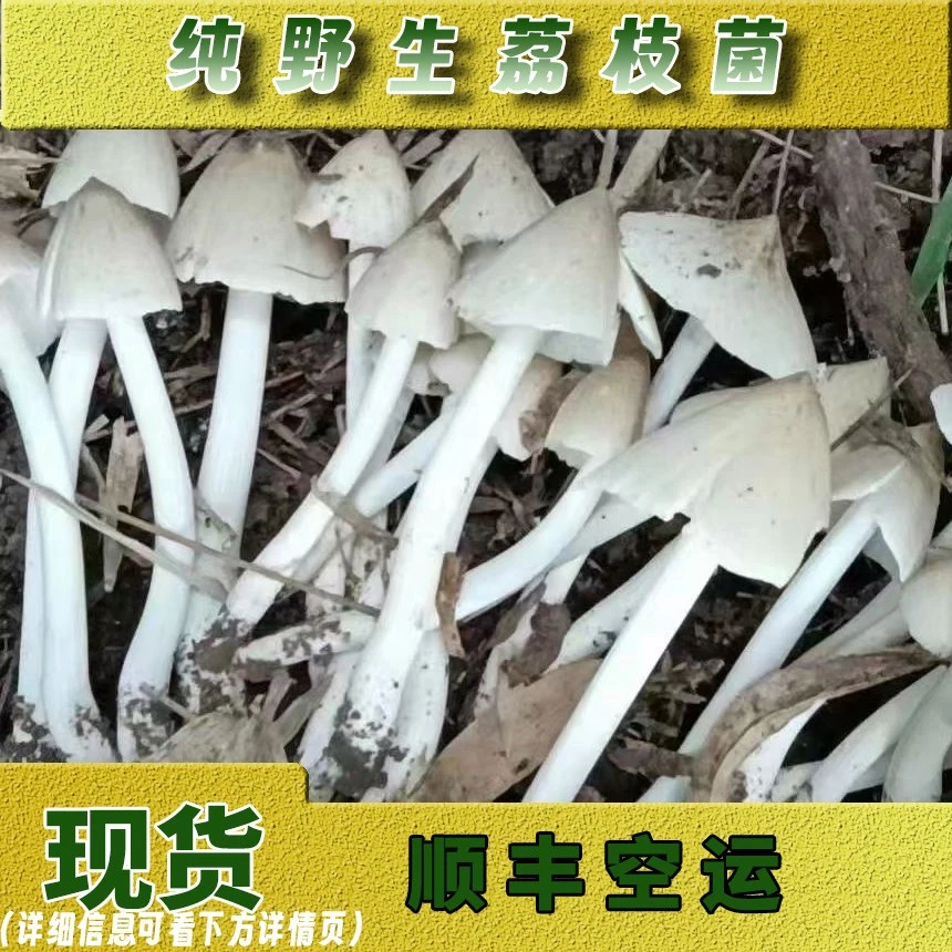 广东增城荔枝菌纯野生菌天然食用菌珍贵山珍五月菌菇顺丰空运包邮