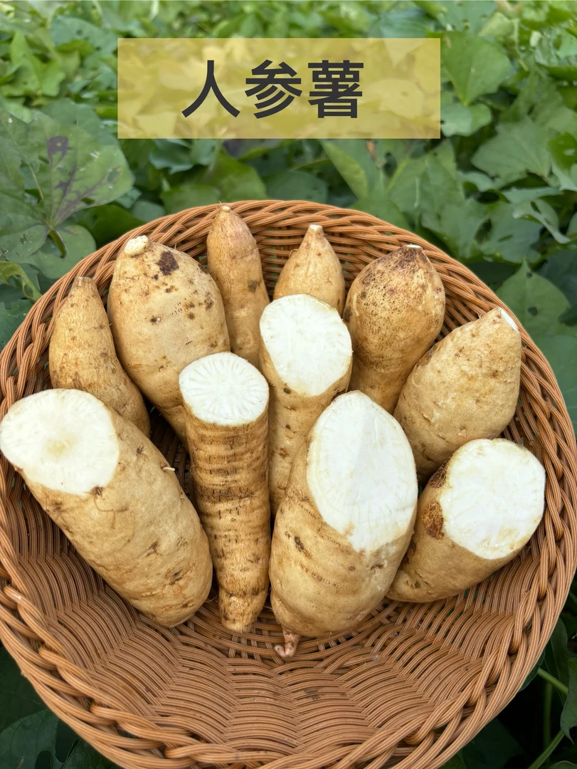 随州新鲜人参薯白皮白心红薯粉面甜5斤包邮