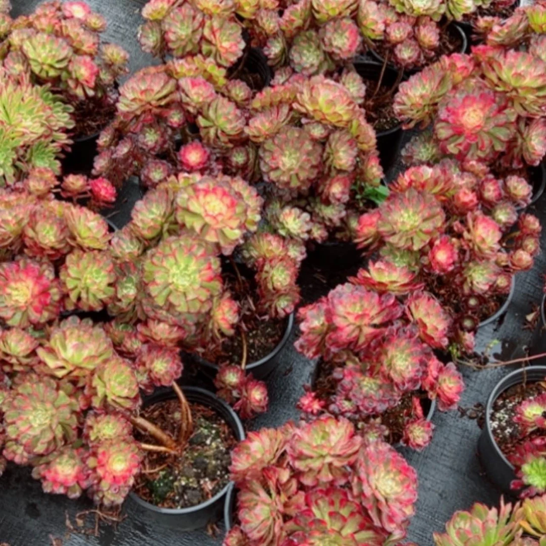 【闪购商品】二加伦烟花