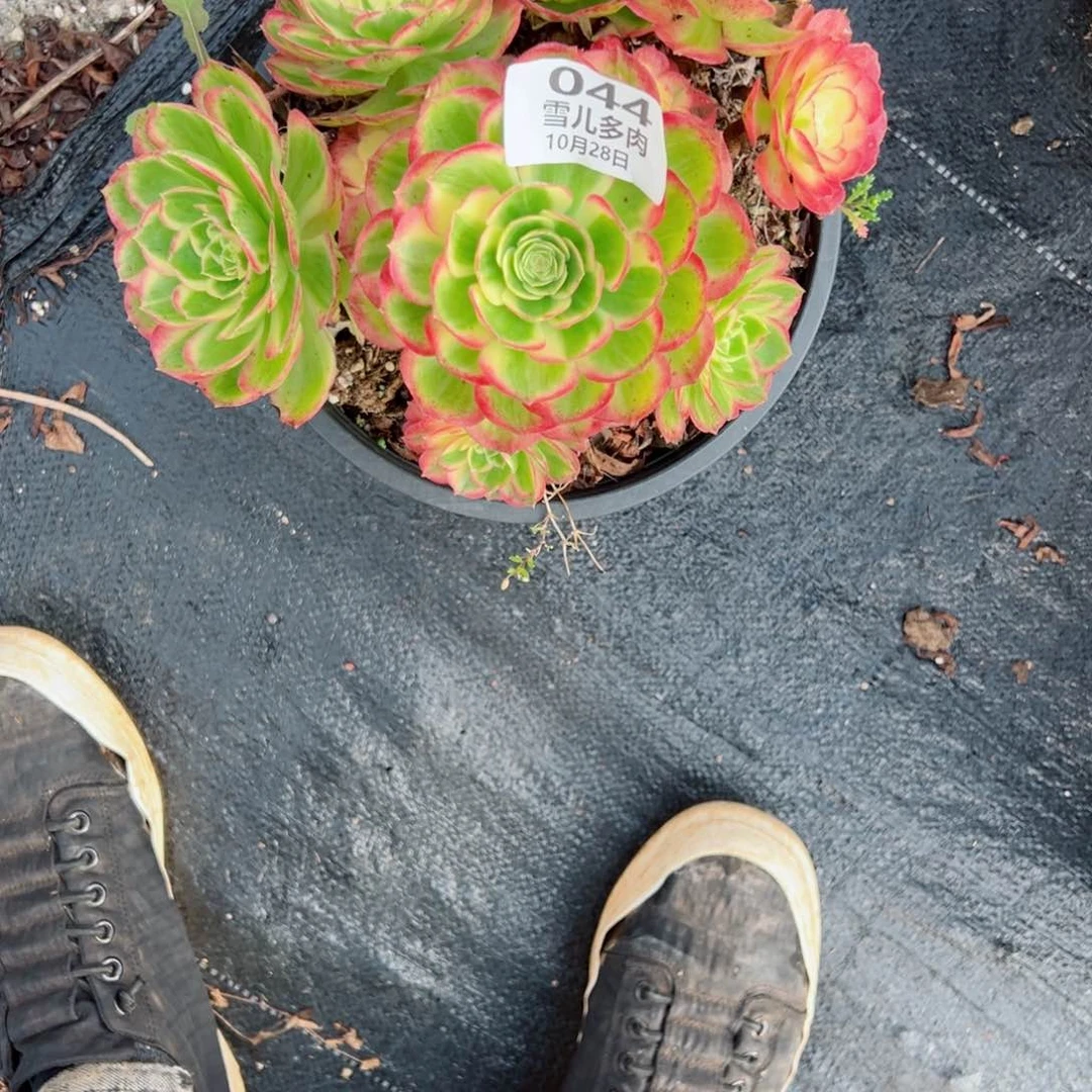 °****༒海王044多肉法师