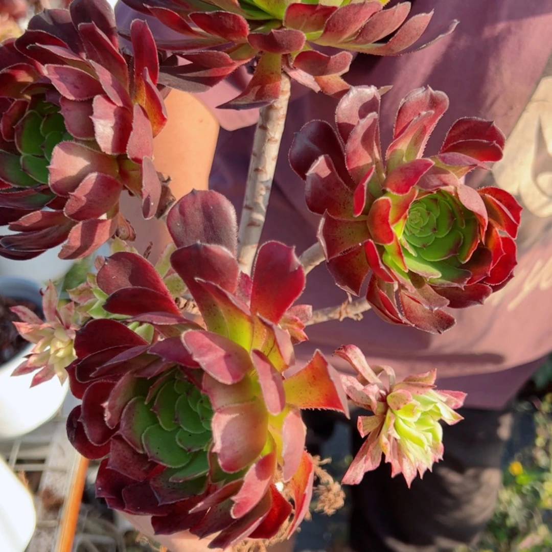 【闪购商品】露养罗莉