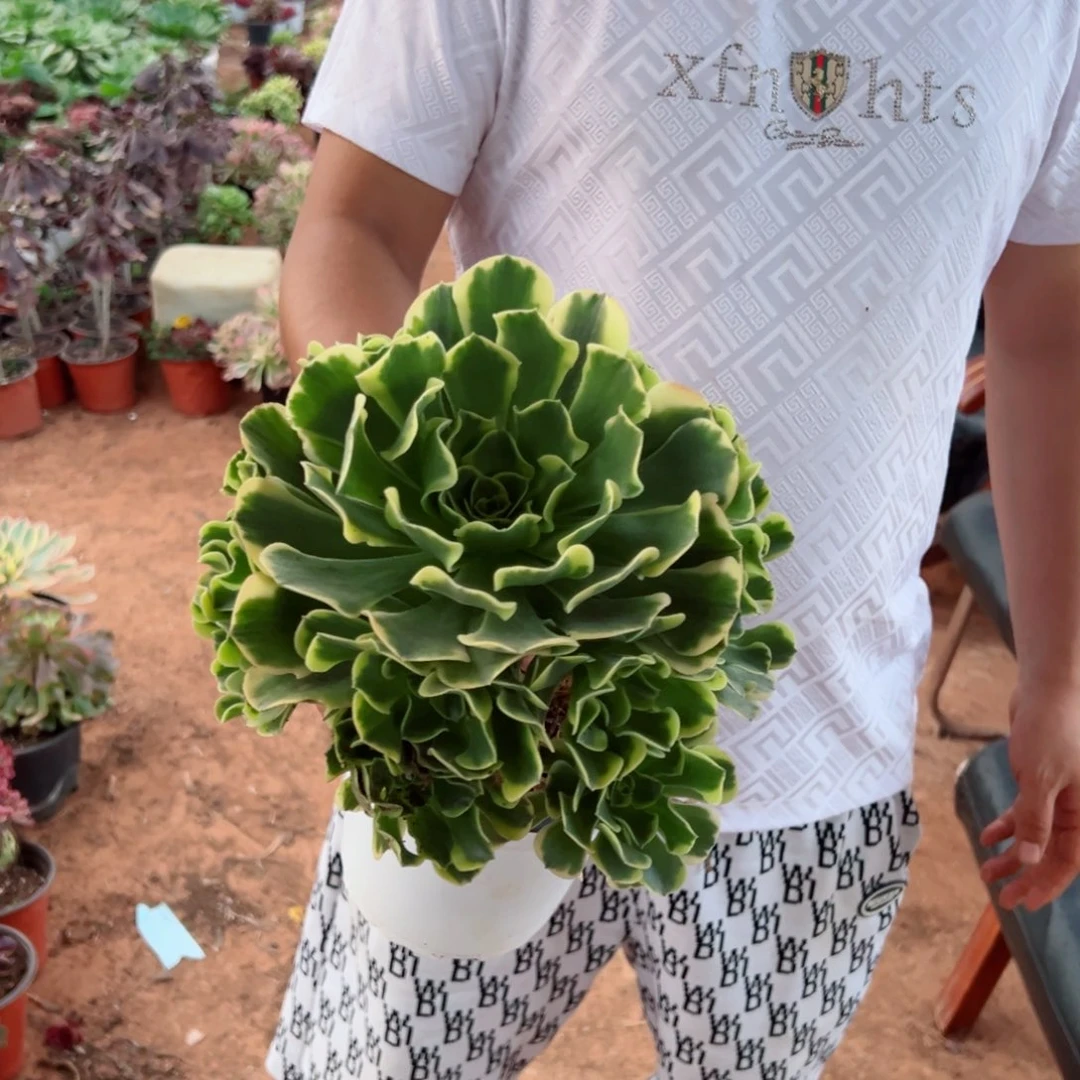 绿豆沙多肉法师多肉