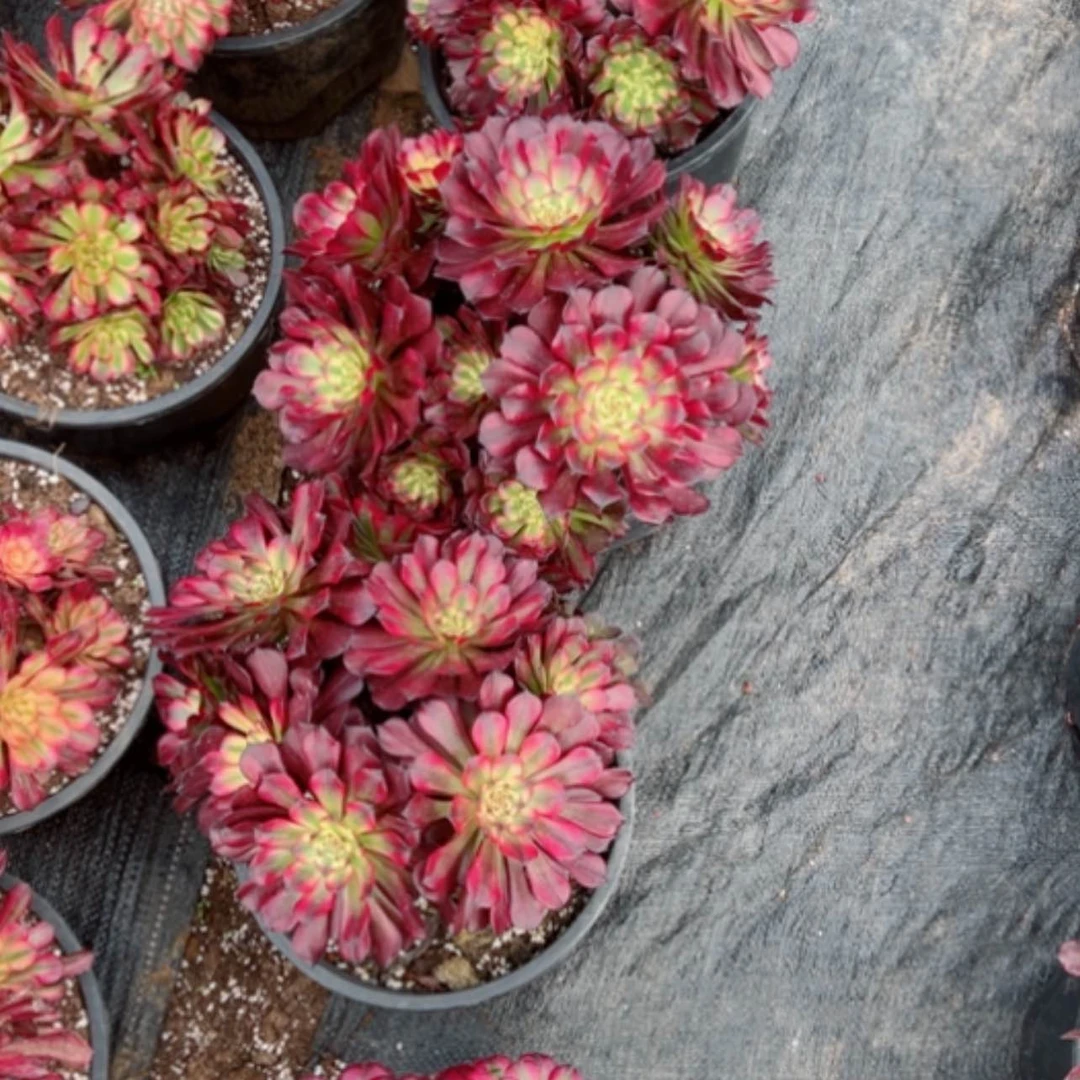 【闪购商品】二加伦美肌