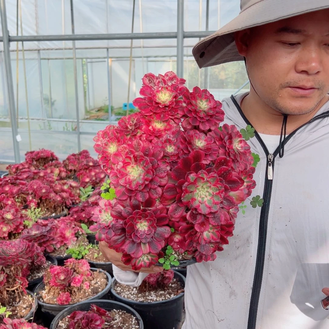 二次掐心红铜多肉法师