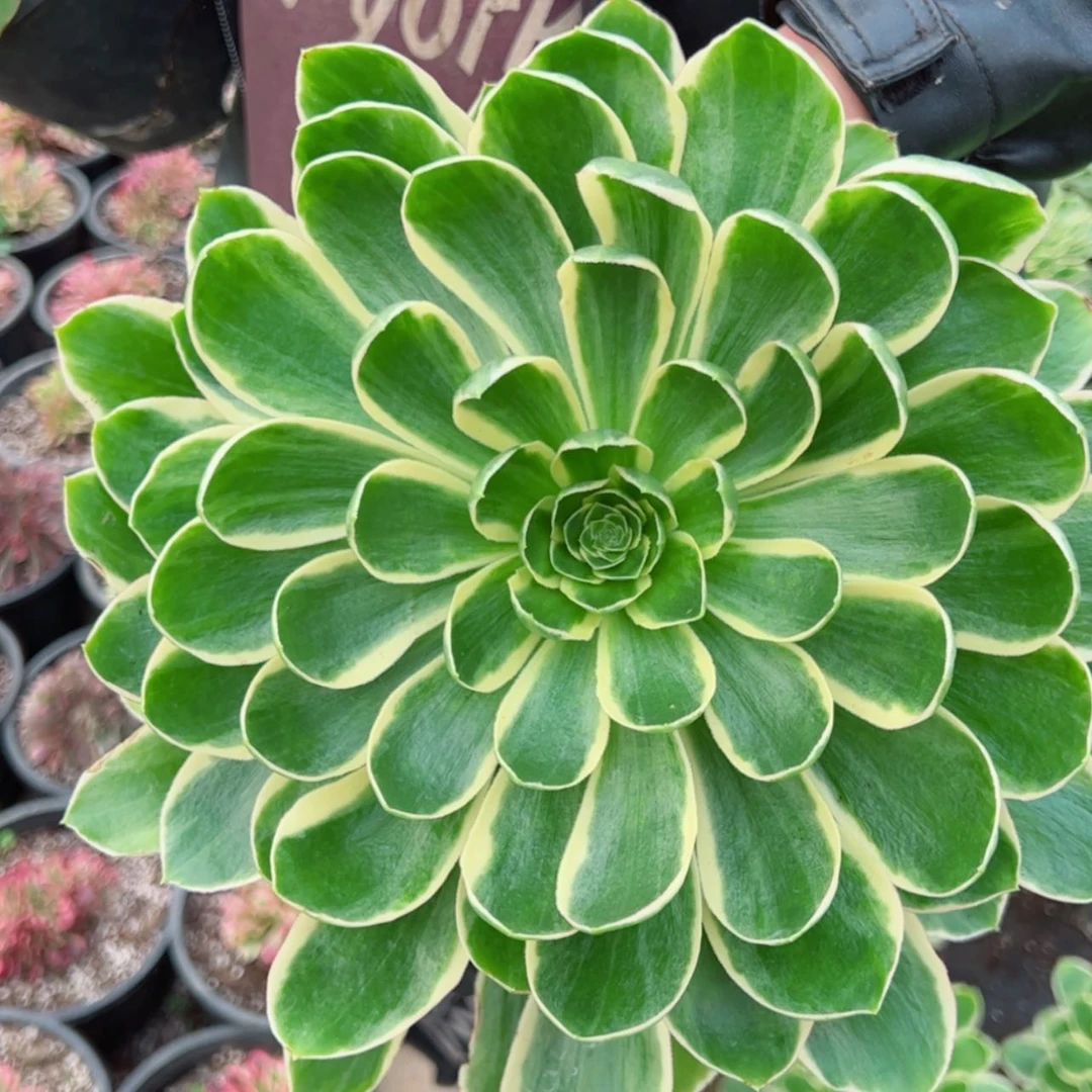 【闪购商品】大叶绿玫瑰