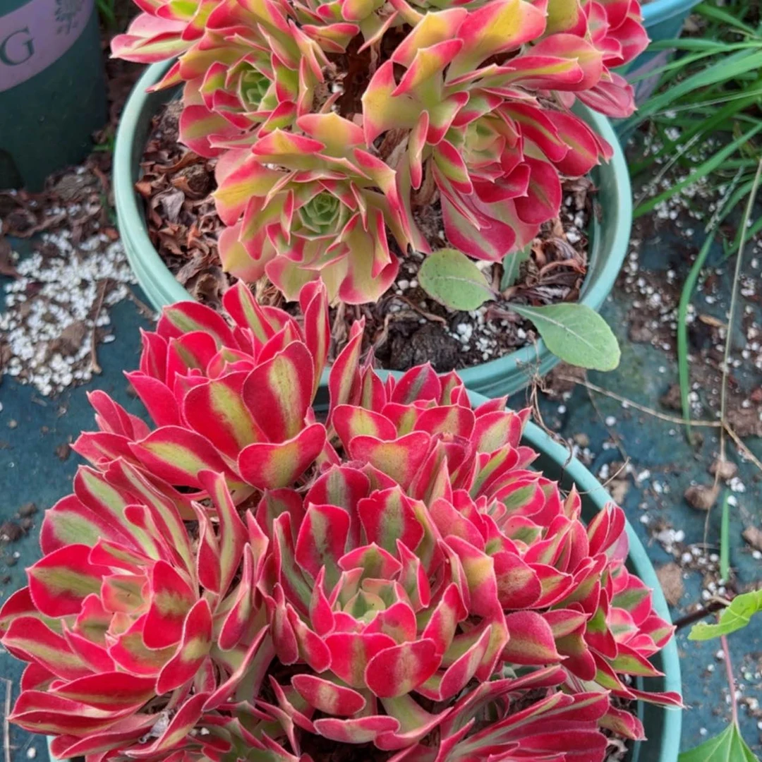 【闪购商品】粉女巫露养