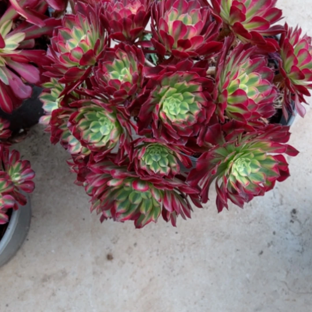 【闪购商品】祝融二加伦