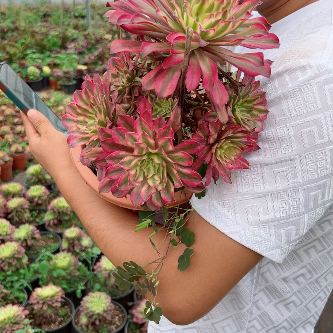 仙魔手捧多肉法师