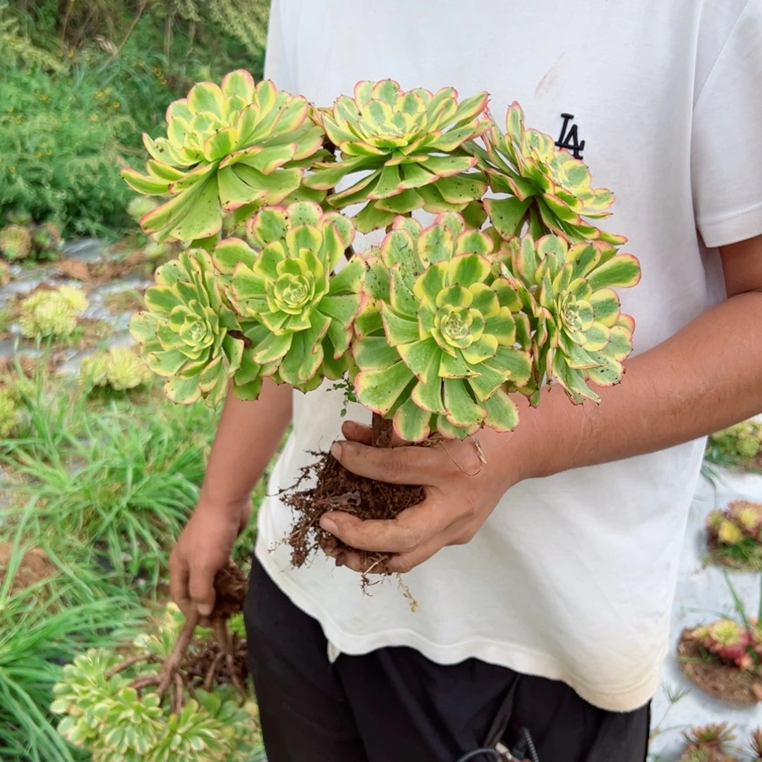 佳丽地栽多肉法师