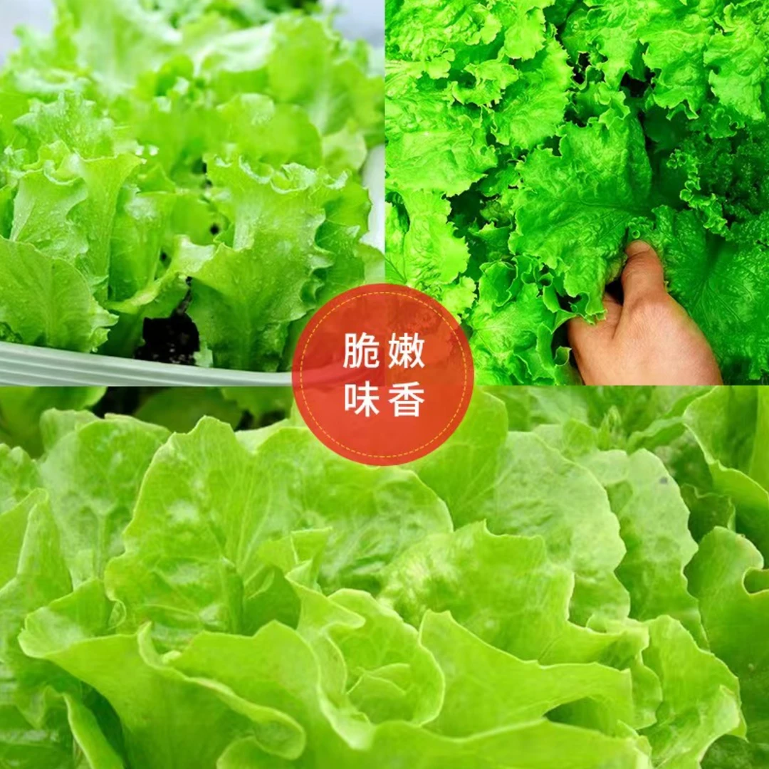 【四季可种】2包脆嫩四季生菜种子 > 帽子商家补贴蔬果种子”
