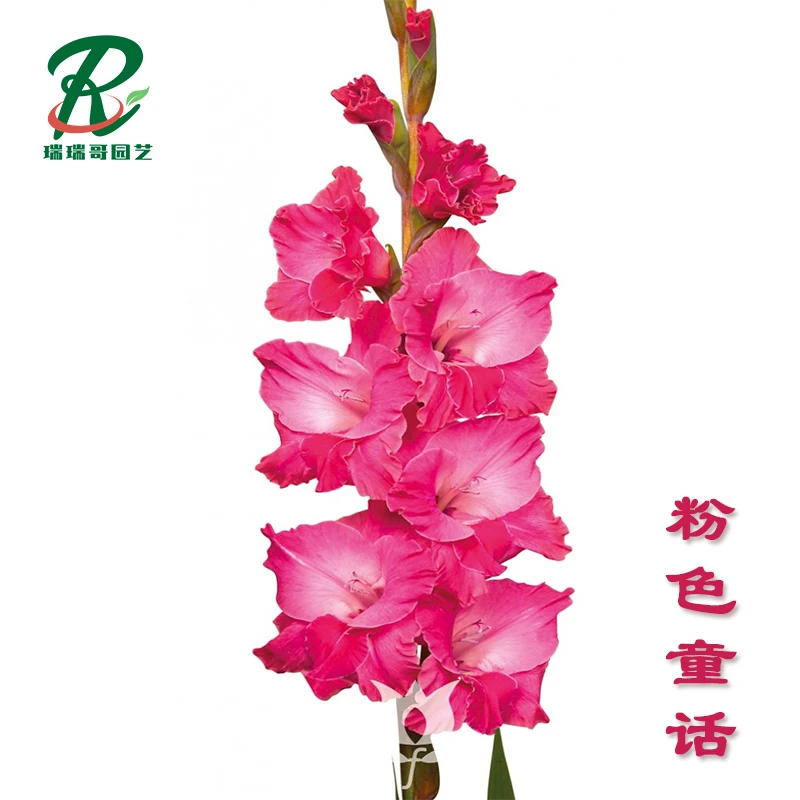 5棵【粉色童话】唐菖蒲剑兰荷兰进口种球室内阳台庭院兰花盆栽花卉
