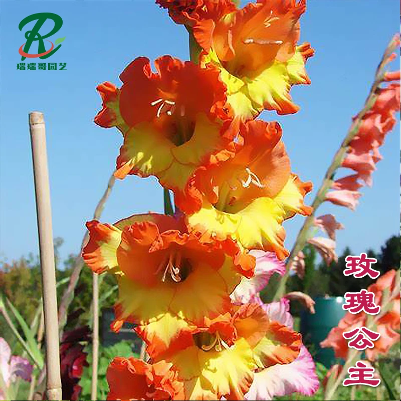 5颗【玫瑰公主】唐菖蒲剑兰种球荷兰进口花卉绿植盆栽种子办公室内