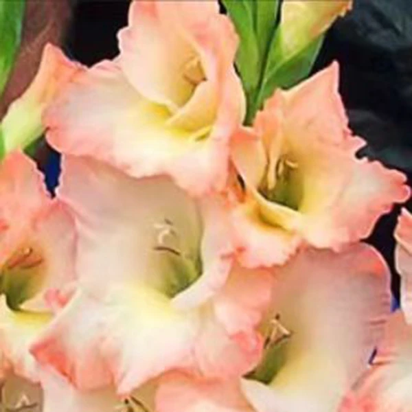 唐菖蒲剑兰种球【初心】多年生