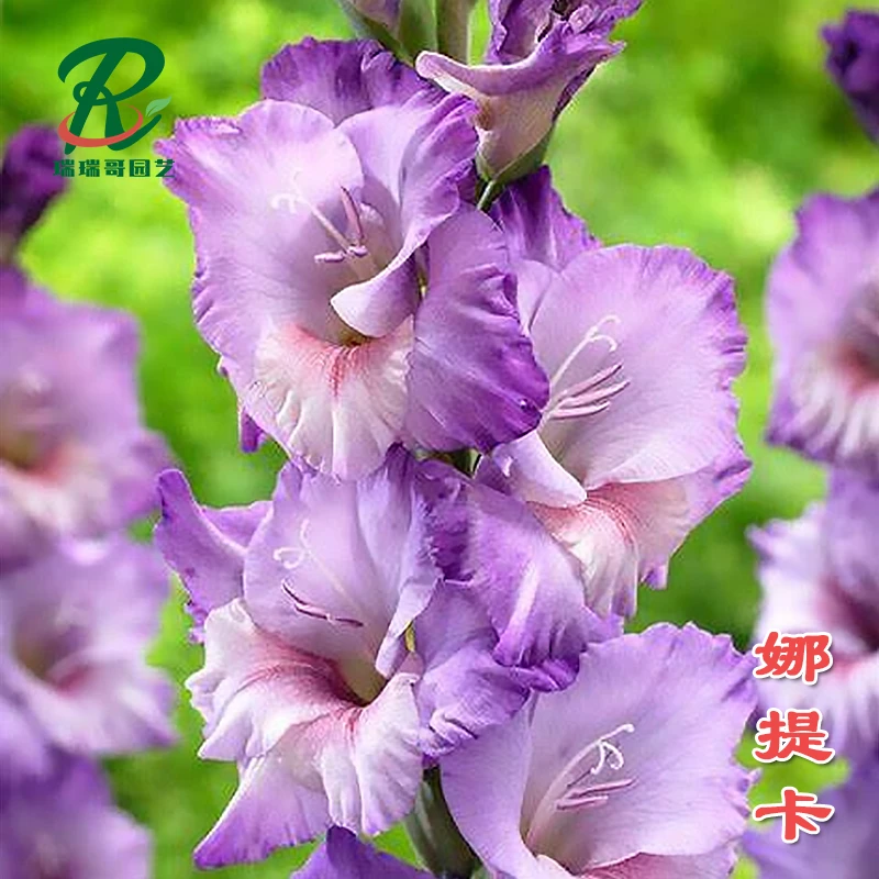 5颗【娜提卡】剑兰荷兰进口种球室内阳台庭院兰花盆栽花卉种子