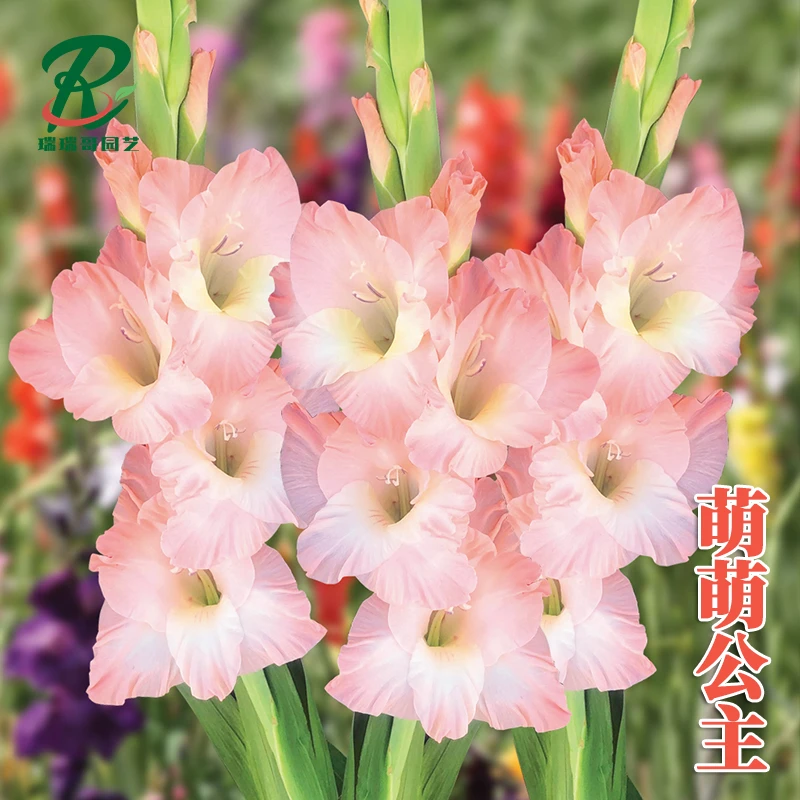 5颗【萌萌公主】唐菖蒲剑兰种球荷兰进口花卉室内庭院四季开花盆栽