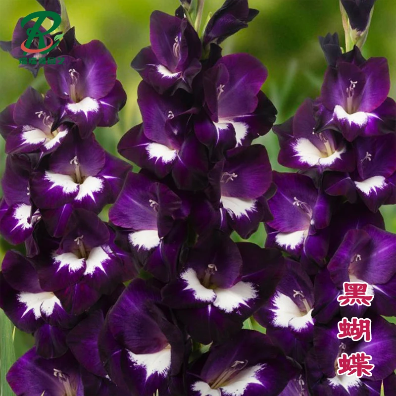 新品-5颗【黑蝴蝶】唐菖蒲剑兰种球荷兰进口花卉室内庭院四季盆栽