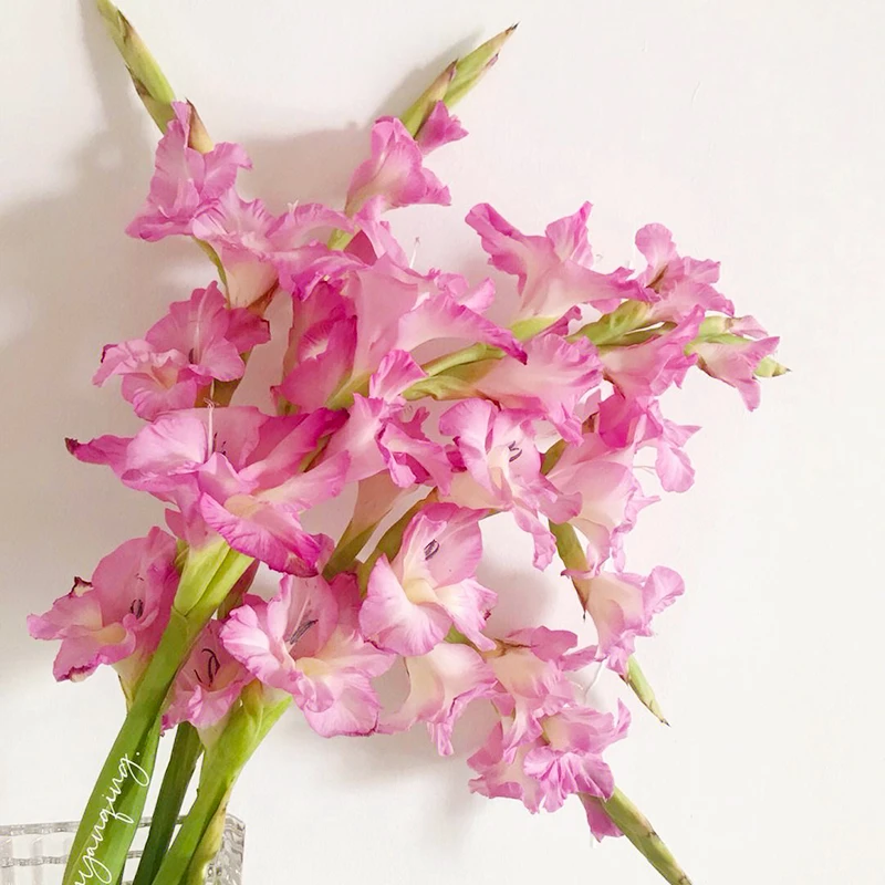 【普里西拉】5颗种球室内阳台庭院盆栽四季种植进口室外