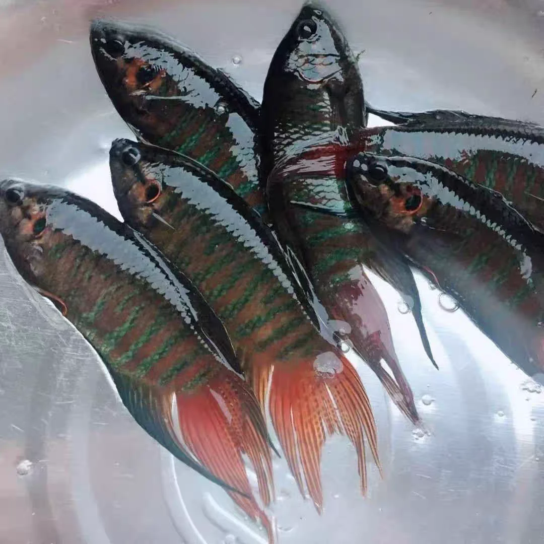 活体观赏鱼中国斗鱼淡水耐养小型冷水鱼包邮