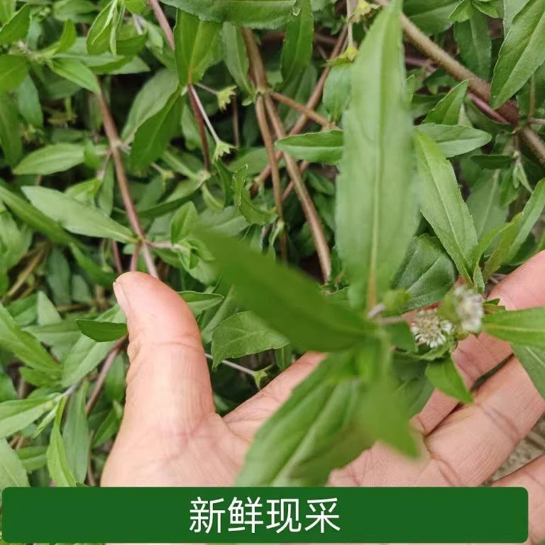 新鲜墨旱莲白花断血草磨其草乌田草旱莲草墨水草乌心草鳢肠金陵草