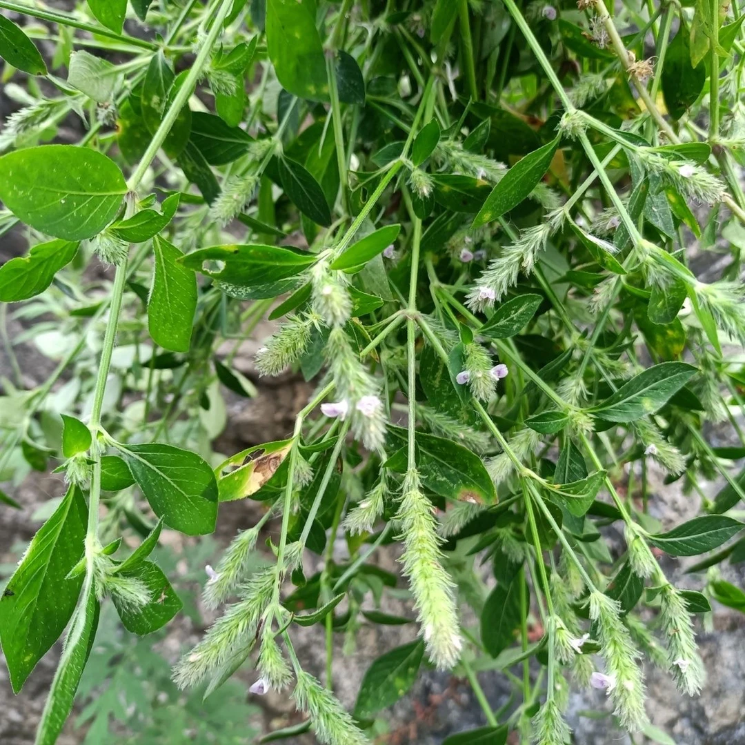 爵床六角英新鲜小青草中草药材潮汕六角英百穗莲草 孩儿草 麦穗红
