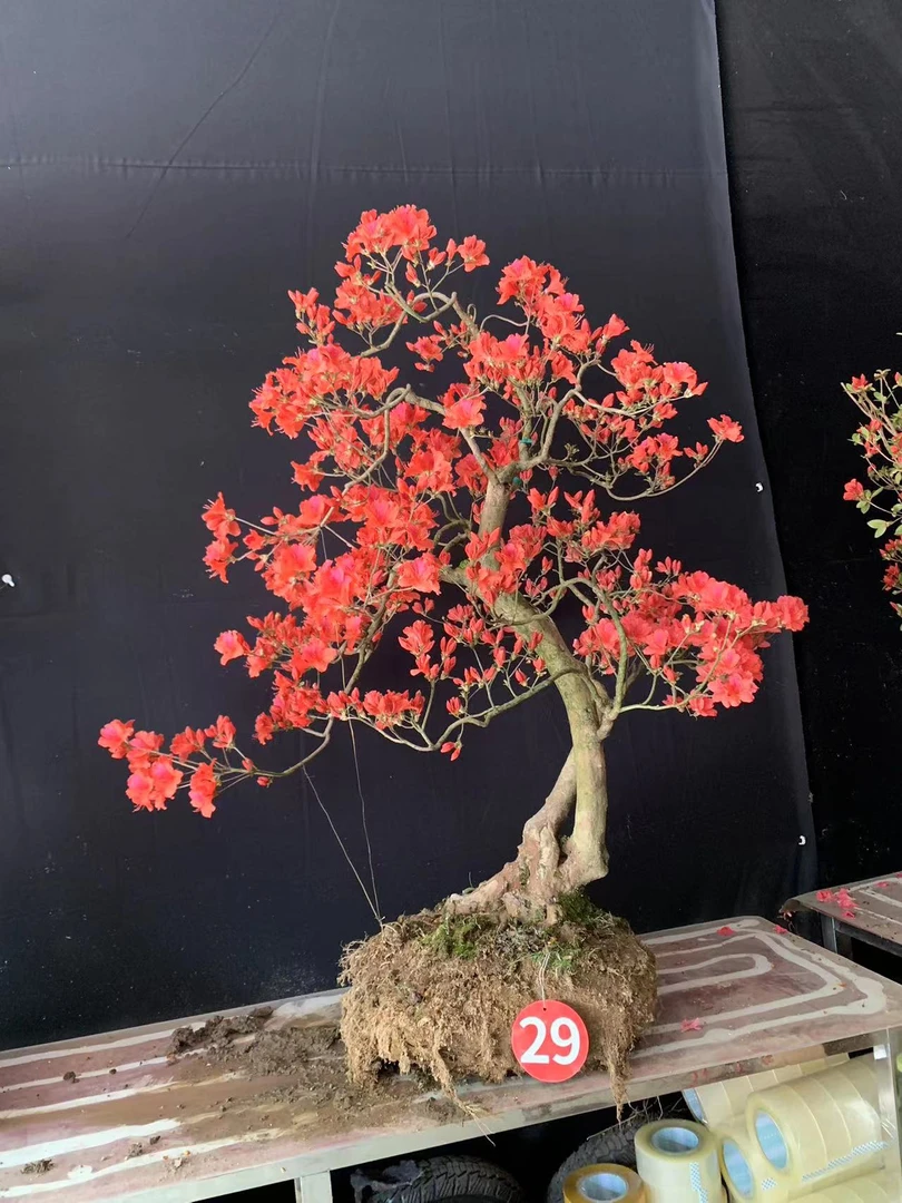 先花后叶映山红，价格链接