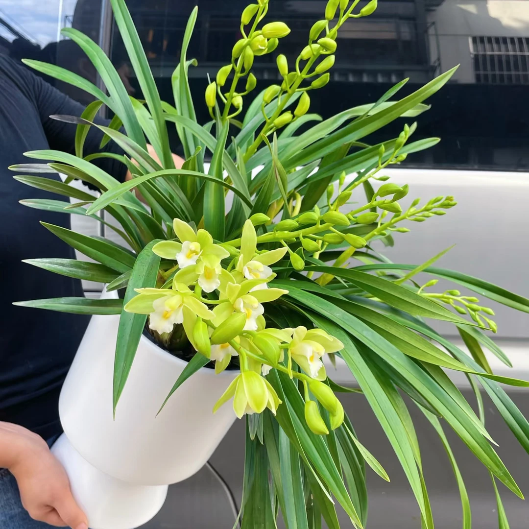 香兰盆栽带花苞兰花香妃开花浓香盆栽室内绿植花卉盆栽带花苞兰花