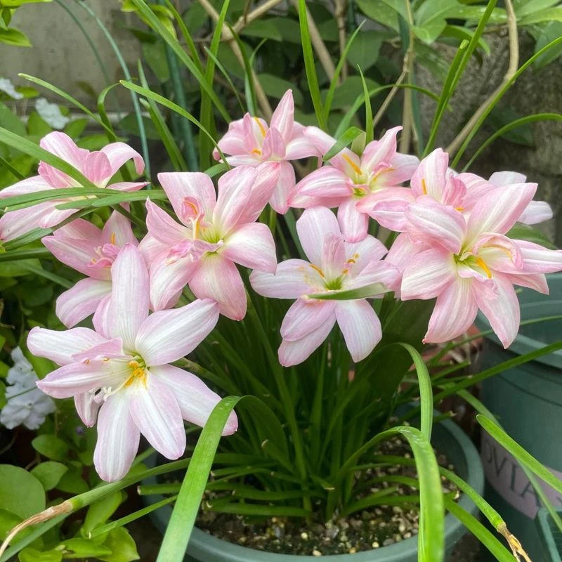 四季开花重瓣风雨兰种球盆栽花卉耐热耐寒风雨花葱兰韭兰庭院阳台