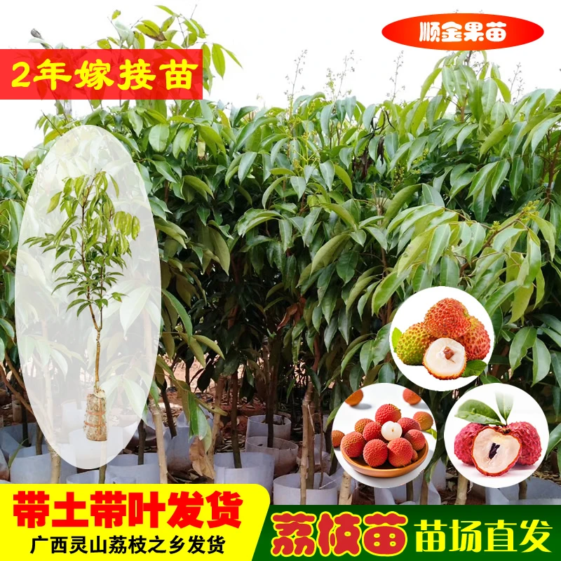 广西批发荔枝苗果场专卖桂味/无核/仙进奉妃子笑冰荔枝树苗木盆栽